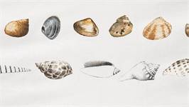 Marjolein Bastin Shellfish dekbedovertrek