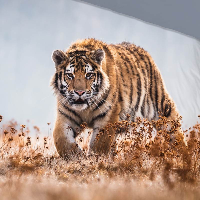 Good Morning Tiger dekbedovertrek