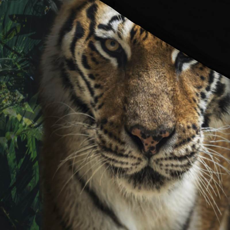 Senzai Tiger dekbedovertrek