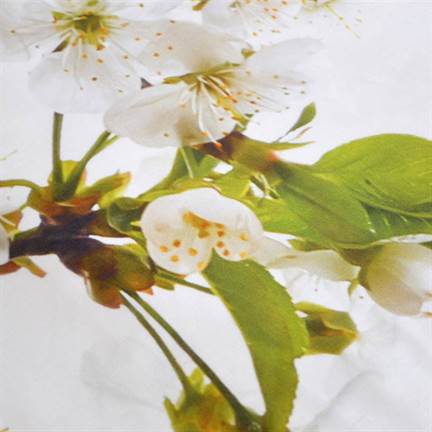 Snoozing Cherry Blossom dekbedovertrek
