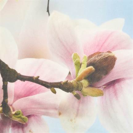 Snoozing Magnolia dekbedovertrek