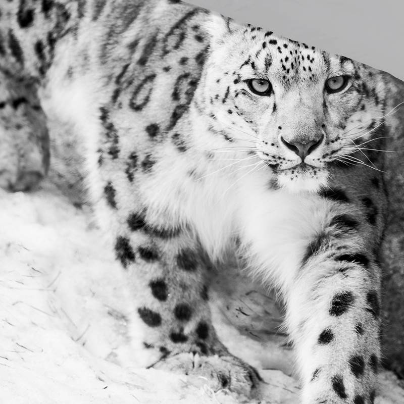 Pure Snow Leopard dekbedovertrek