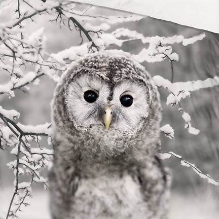 Good Morning Owl flanel dekbedovertrek